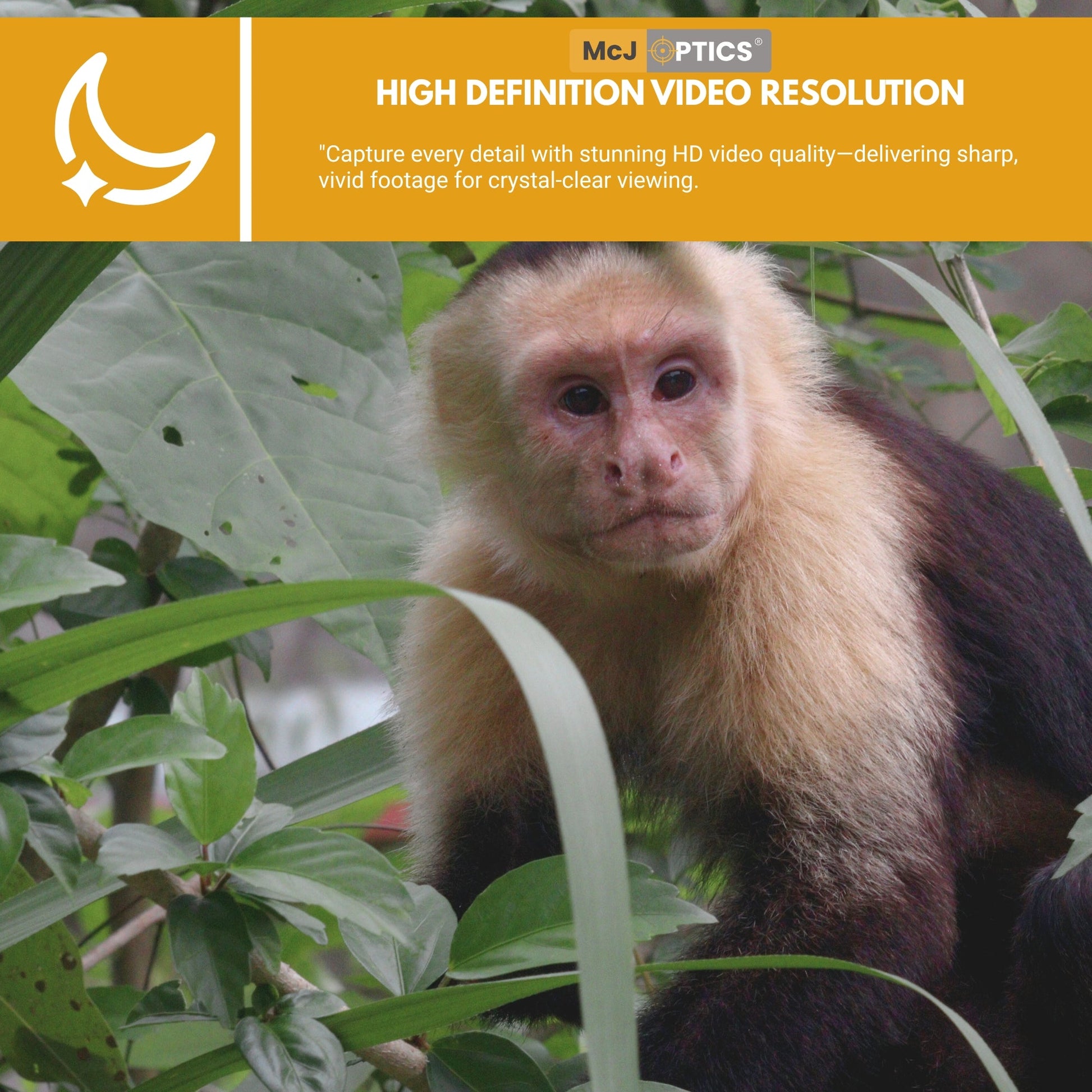 Wildlife Footage with 110MP Sample Image